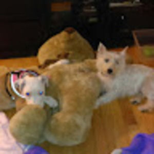 Meet your Posher, Starkitty